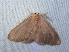 Lambdina pellucidaria