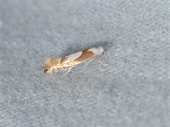 Phyllonorycter fitchella