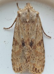 Lithophane bethunei