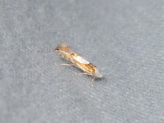 Phyllonorycter fitchella
