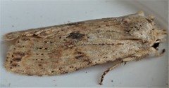 Lithophane bethunei