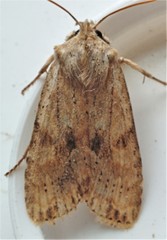 Lithophane bethunei