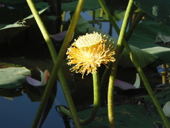 Nelumbo nucifera