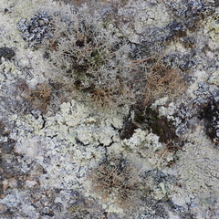 Sphaerophorus fragilis