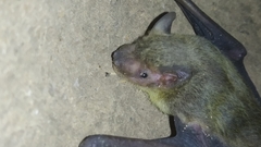 Scotophilus heathii
