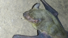 Scotophilus heathii