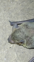 Scotophilus heathii