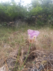 Calochortus argillosus