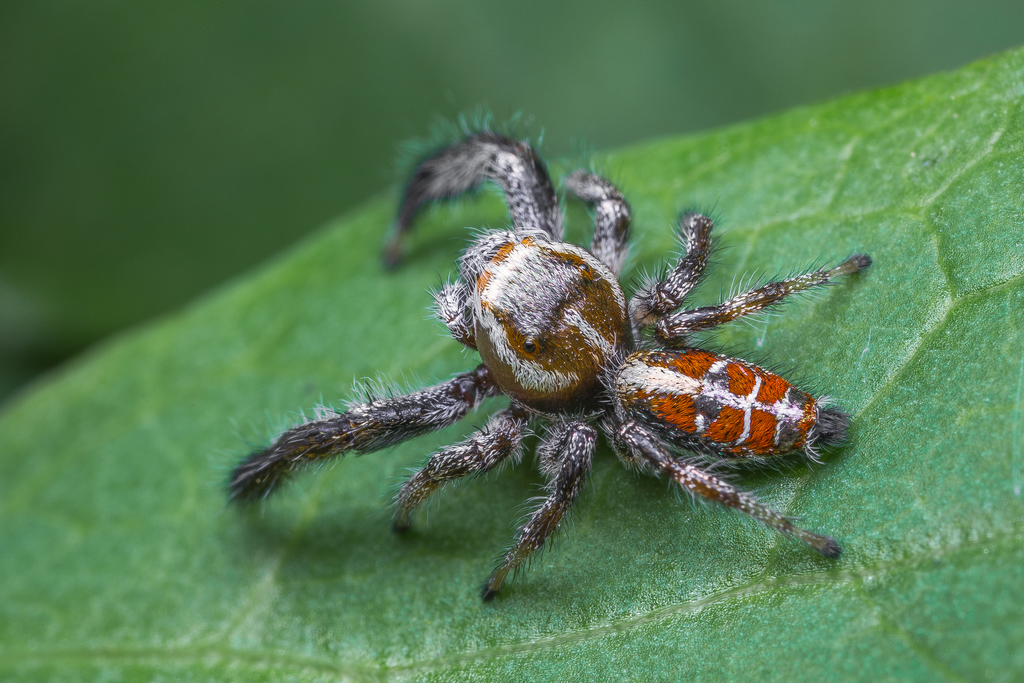 Imperial Jumping Spider