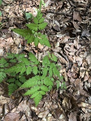 Osmorhiza aristata