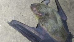 Scotophilus heathii