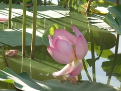 Nelumbo nucifera