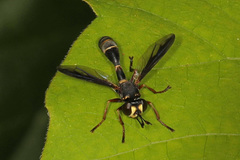 Physocephala marginata