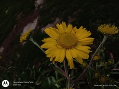 Hymenoxys integrifolia