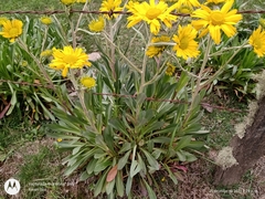 Hymenoxys integrifolia