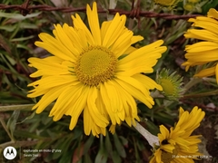 Hymenoxys integrifolia