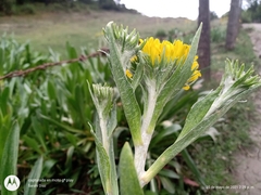 Hymenoxys integrifolia