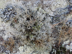 Sphaerophorus fragilis