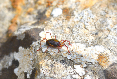 Erythraeus