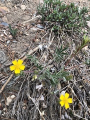Potentilla concinna