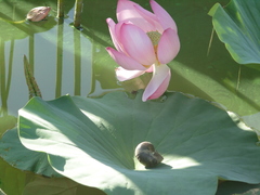 Nelumbo nucifera
