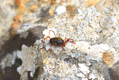 Erythraeus