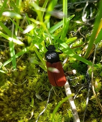 Bostrichus capucinus