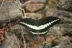 Papilio liomedon