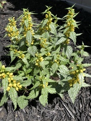 Lamium galeobdolon flavidum