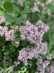 Syringa meyeri