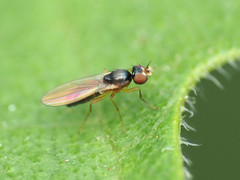 Mumetopia occipitalis