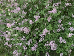 Syringa meyeri