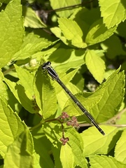 Enallagma exsulans