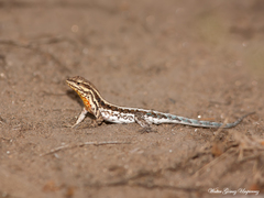 Liolaemus chacoensis