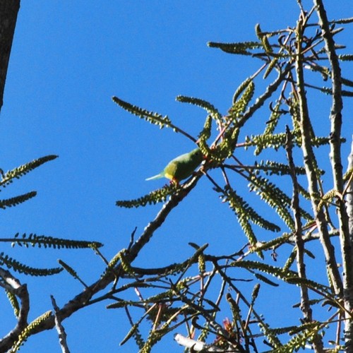 Brotogeris chiriri