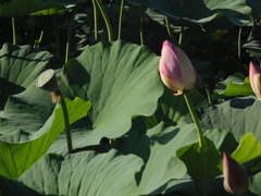 Nelumbo nucifera