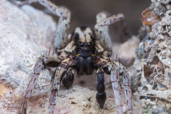 Alopecosa albofasciata