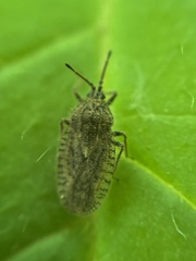 Tingis pilosa