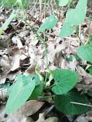 Aristolochia pallida