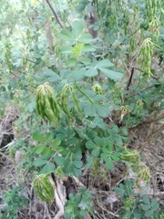 Coronilla