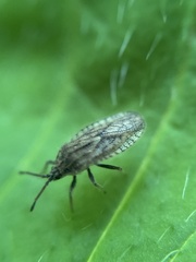 Tingis pilosa