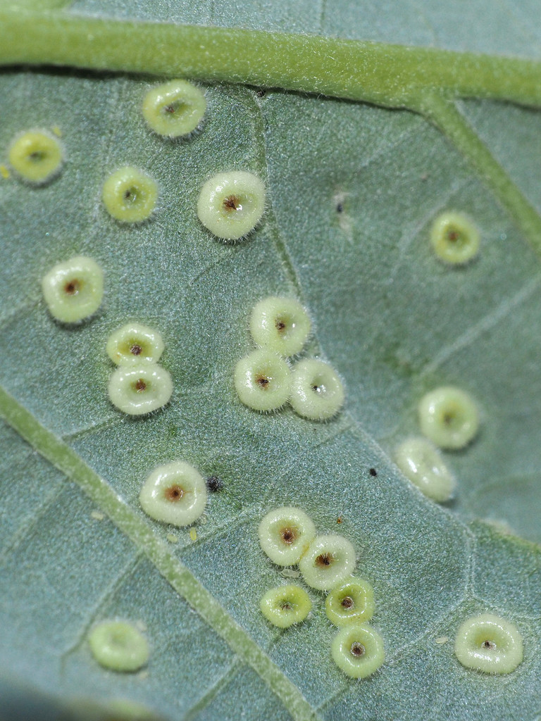 Oak button gall