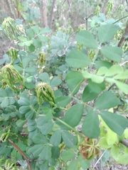 Coronilla