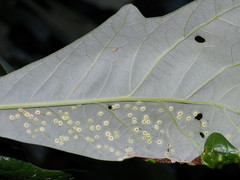 Neuroterus umbilicatus