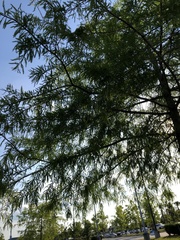 Taxodium distichum image