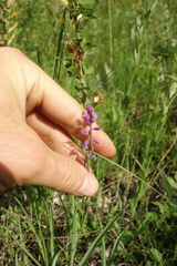 Polygala cretacea