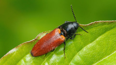 Ampedus cinnaberinus