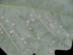 Neuroterus umbilicatus
