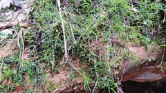 Moehringia muscosa