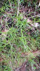 Moehringia muscosa